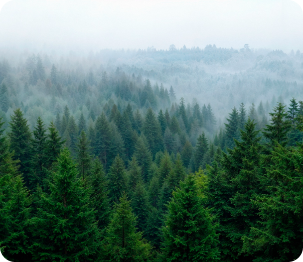 Miyawaki Forest Nature Landscape Scene